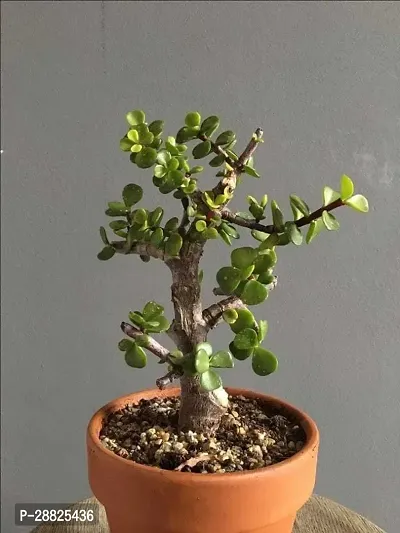 Baishnab  jh11 Jade Plant