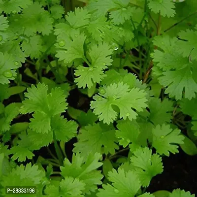 Baishnab Earth Seeds P153Coriander seeds4875PIECE-thumb0