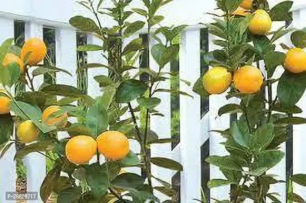 Baishnab  Otaheite lemons plant Lemon Plant-thumb0