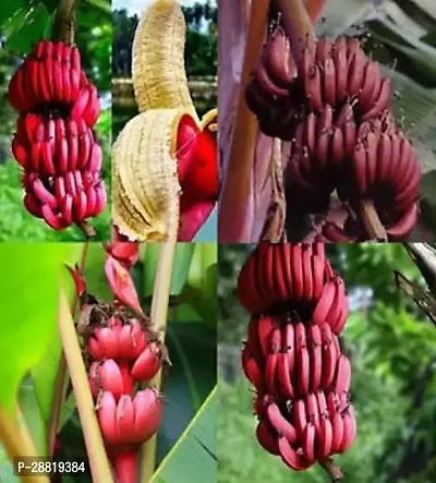 Baishnab  Banana Plant  Taiwan Banana Plant  Bana-thumb0