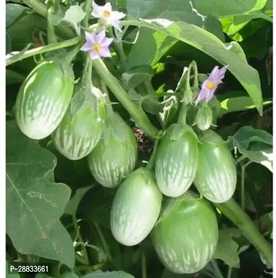 Baishnab Brinjal seeds 100 per packet aGreen Brinjal F1 Hybrid Variety Vegetable100PIECE-thumb0