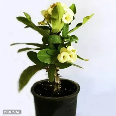 Baishnab  Euphorbia Ivory White  Succulent Plant