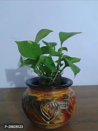 Baishnab  Money Plant CF0041 Money Plant-thumb0