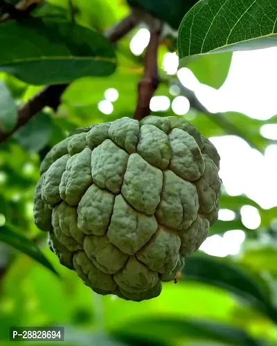 Baishnab  Custard Apple Live Plant Disha309011111