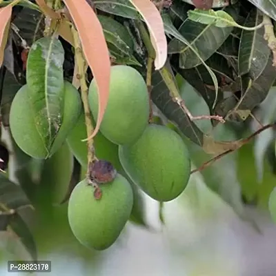 Baishnab  Kacha AamRaw Mango Plant Mango Plant-thumb0