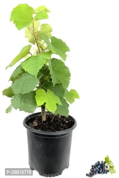 Baishnab  Grape Angur plant Live Grape Plant