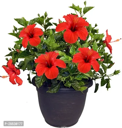 Baishnab  Hibiscus live outdoor flower plant with p-thumb0