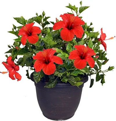 Best Selling Plant & Planters 