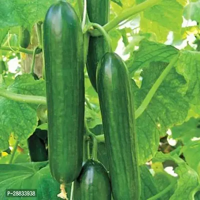 Baishnab t 1Cucumber Seeds50PIECE