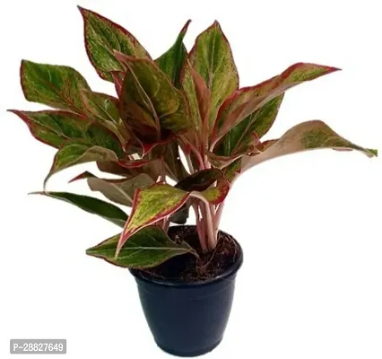 Baishnab  Lipstick Aglaonema Indoor Plant Aglaonema-thumb0