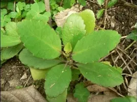 Baishnab Peanut Cactus Plant Pathorkuchi Plant-thumb2