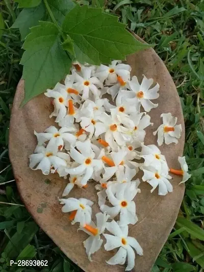 Baishnab ParijatHarsingar Plant Parijat Flower Plant-thumb0