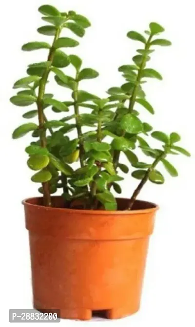 Baishnab  Bulby Jade Plant Green Plant Crassula Ov-thumb0