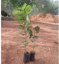 Baishnab Boxwood Plant Live Red Sandalwood Sanders (Lal Chandan Or Raktachandan)(1 healthy plant)-thumb2