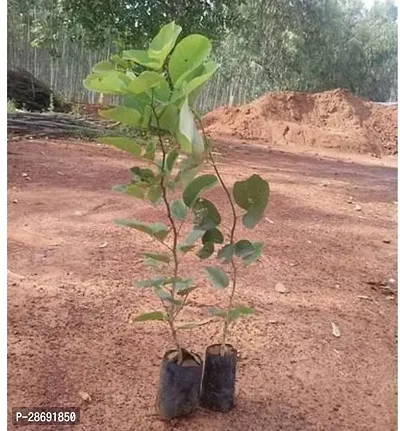 Baishnab Boxwood Plant Live Red Sandalwood Sanders (Lal Chandan Or Raktachandan)(1 healthy plant)-thumb3