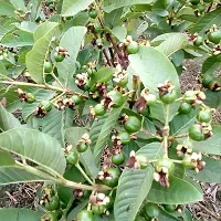 Baishnab Guava Plant guava plants Pack of 1-thumb1