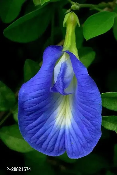 Baishnab  Aparajita Plant  Butterfly Pea Plant Apa-thumb0