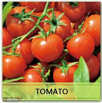 Baishnab tomato  seed 250 ps cer Heirloom Tomato Seeds250 Seeds250PIECE