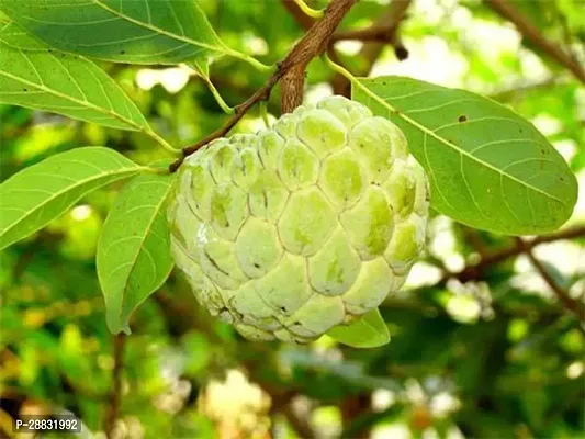 Baishnab Custard Apple bgd7ooo 24565130PIECE-thumb0