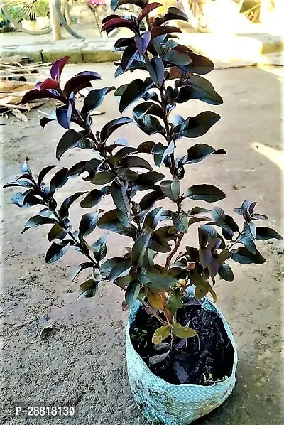 Baishnab  BLACK GUAVA BONSAI Guava Plant-thumb0