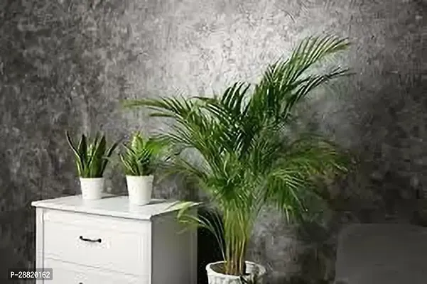 Baishnab  ah11 Areca Palm