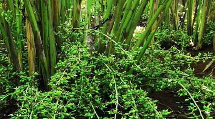 Baishnab  Elaichi Plant Cardamom ElaichiCardamom-thumb0