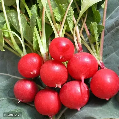 Baishnab Seed 500per packet XF437 Hybrid Red Cherry Radsish Seeds500PIECE