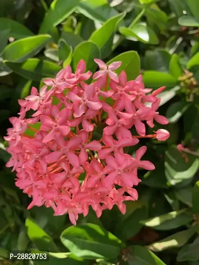 Baishnab  ITTI01 Trothic IxoraChethi Plant