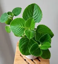 Baishnab Ajwain Plant Ajwine Plant With White Pot-thumb2