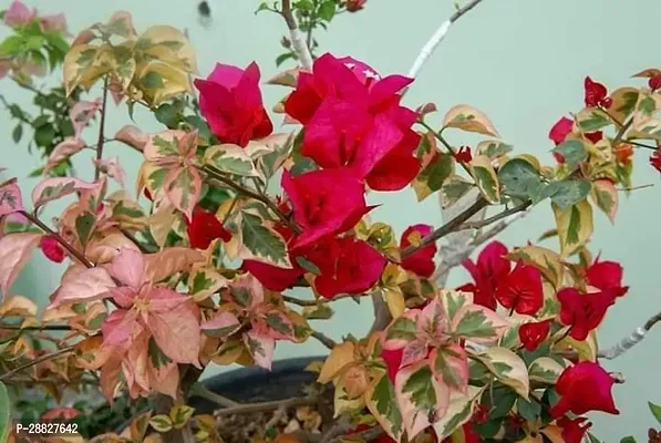 Baishnab  Bougainvillea Plant CF00053 Baugainvill