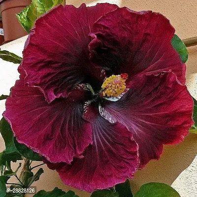 Baishnab  Hibiscus Black  Red Plant CF0981 Hibis-thumb0