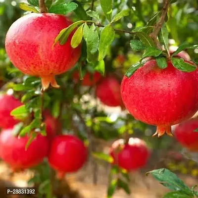 Baishnab  Pomegranate  Anar Plant 01 Pomegranate P