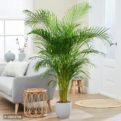 Baishnab  YHA278 Areca Palm-thumb0