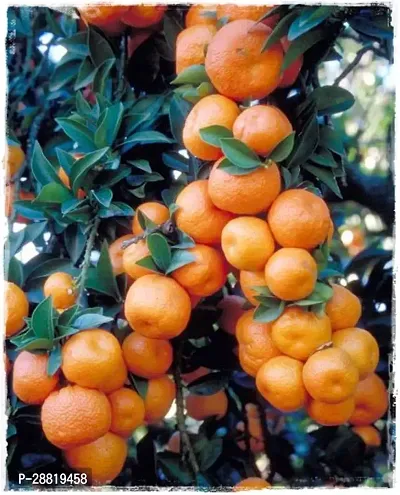 Baishnab  KSUM4 Orange Plant