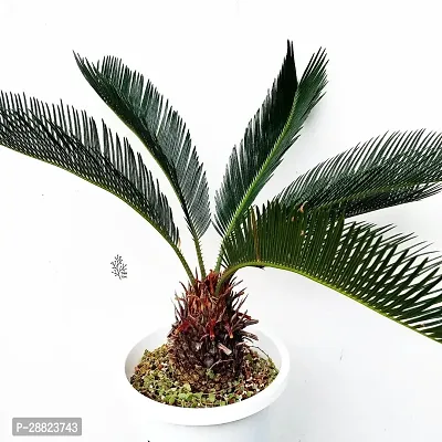 Baishnab  Cycas Revoluta Plant Live Plant CF1291