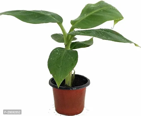 Baishnab Banana Plant Nature Care Banana Plant(Hybrid, Pack of 1)-thumb0