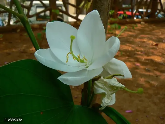 Baishnab  Kanchan  Bauhinia Acuminata White Live F-thumb0