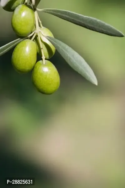 Baishnab  Indian OliveJalpai Live Plant CF031 ZZ