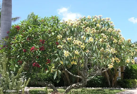 Baishnab  Plumeria Plant a43 Plumeria Plant