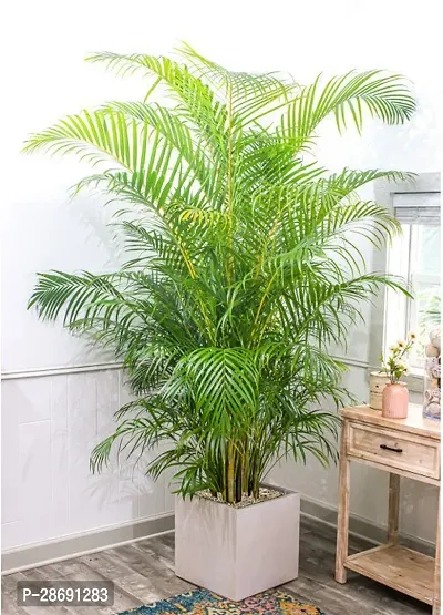 Baishnab Areca Palm areca palm-thumb0