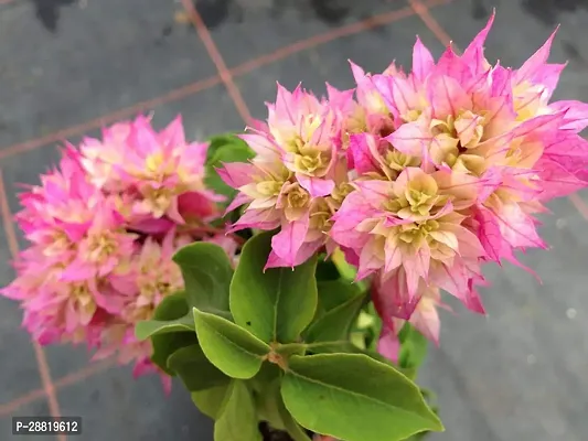 Baishnab  Baugainvillea Plant