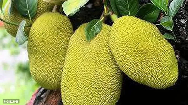 Baishnab  JAD01 Jack Fruit Plant-thumb0