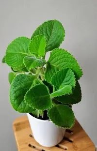 Baishnab Ajwain Plant Ajwine Plant With White Pot-thumb1