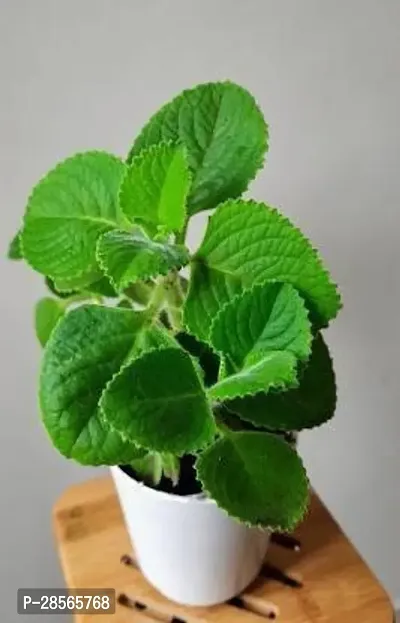 Baishnab Ajwain Plant Ajwine Plant With White Pot-thumb2