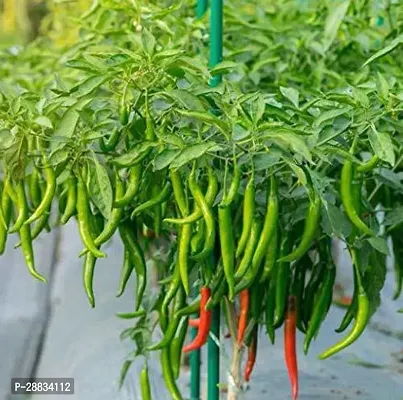 Baishnab chilli seed 50 ps jjseOrganics Hybrid Green Chilli Seeds50PIECE