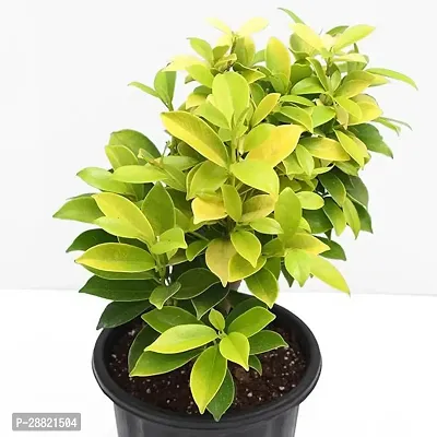 Baishnab  Ficus Hybrid Live plant Ficus Plant