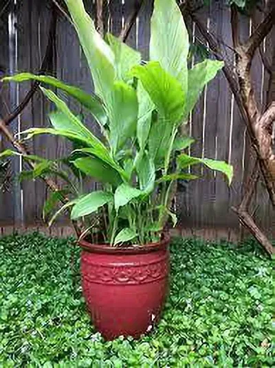 Best Selling Plant & Planters 