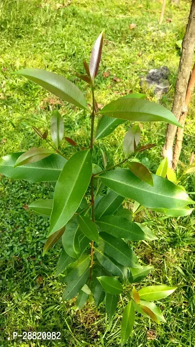 Baishnab  JAMUN PLANT 06 Jamun Plant-thumb0