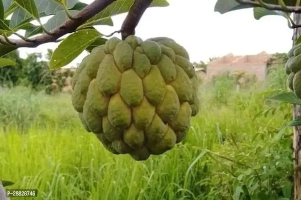 Baishnab  Custard Apple Live Plant Disha3090124-thumb0