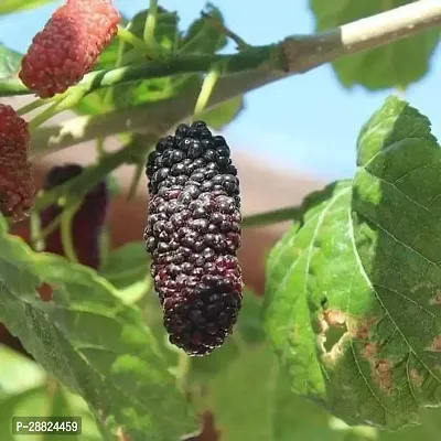 Baishnab  qm021 ShahtootMulberry Plant